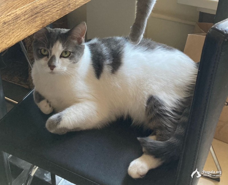 Пропал любимый кот Зайка!!!