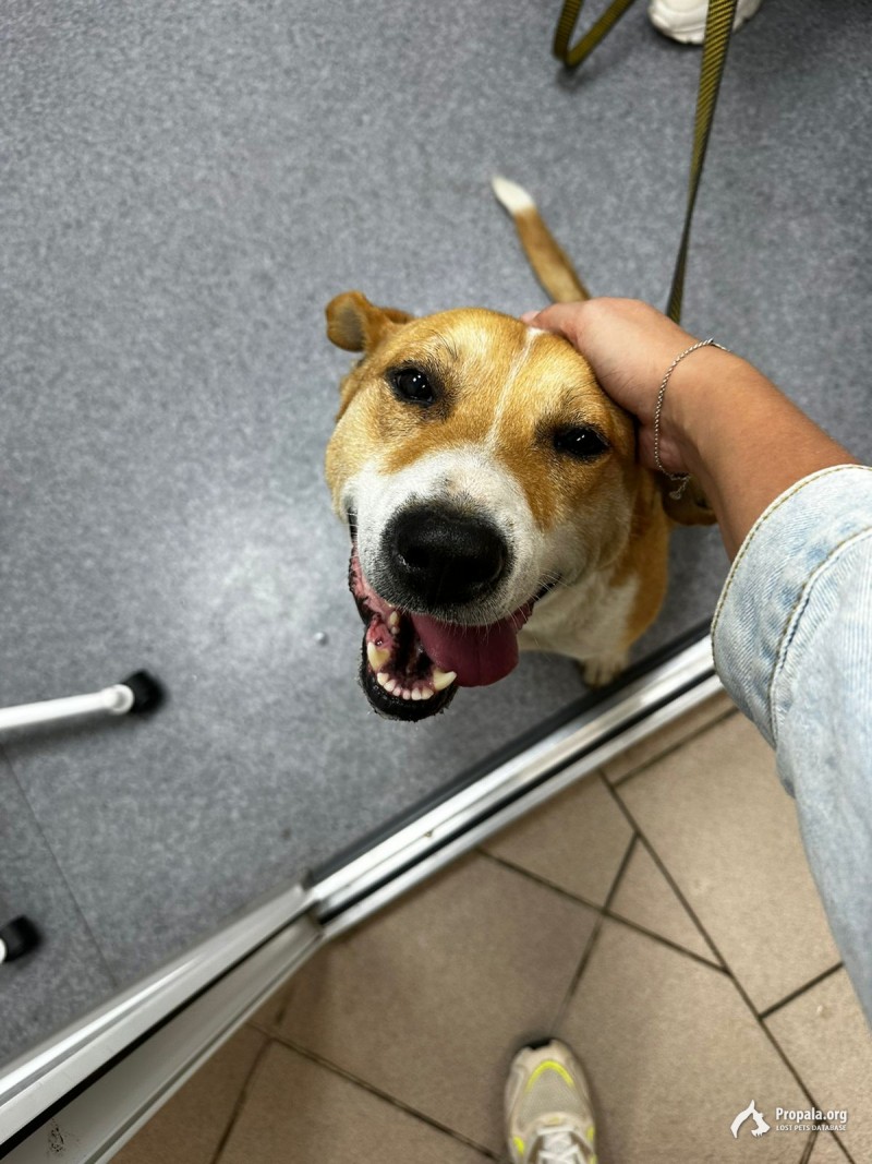 Собака в добрые руки