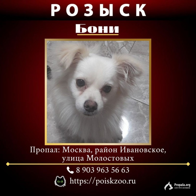 Пропала собака