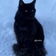 Пропал кот чёрный крупны СПб и ЛО