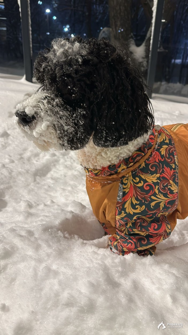 Помогите найти собаку