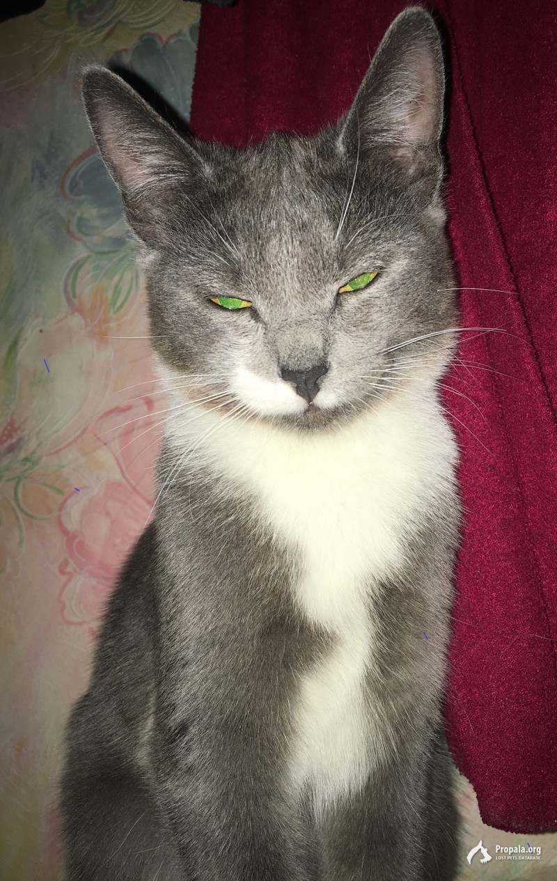 Найдена кошка серая короткошерстная