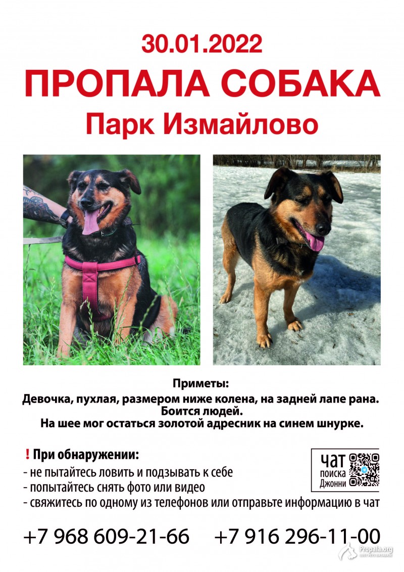 Измайлово, пропала собака, средних размеров, пугливая