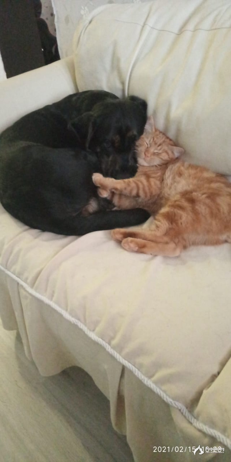 Пропала собака