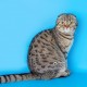 Пропали 3 кота - Чёрный, Зюзя, Сёма