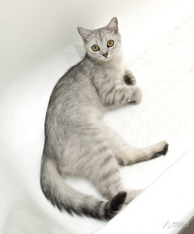 Пропала кошечка