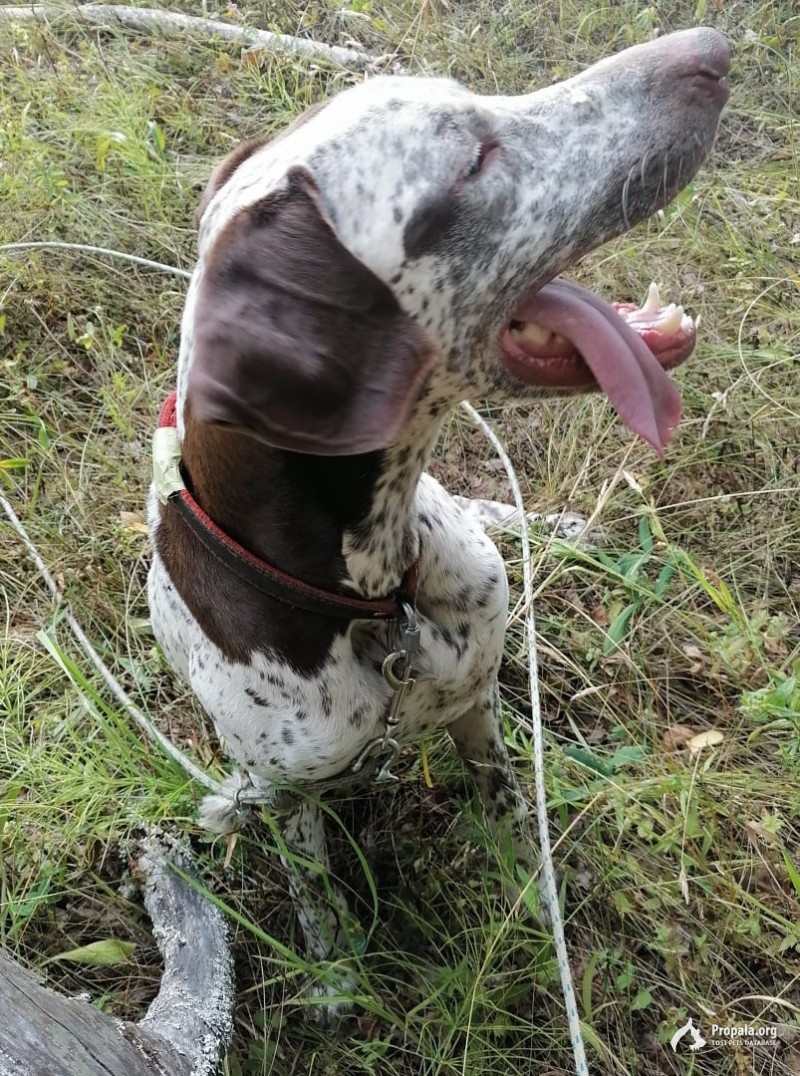 Ушел на охоте курцхаар 24.04.