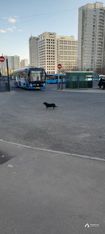 метро крылатское.такса бегает