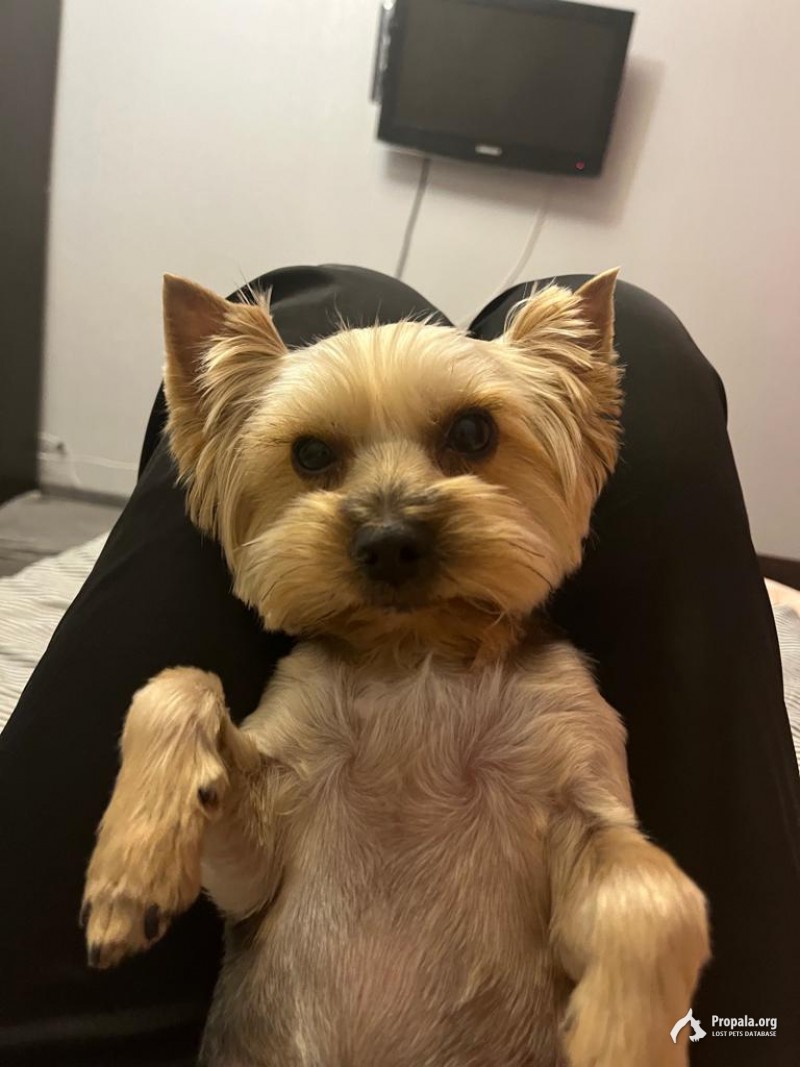 Попал йорк на трассе м8, Ярославское шоссе