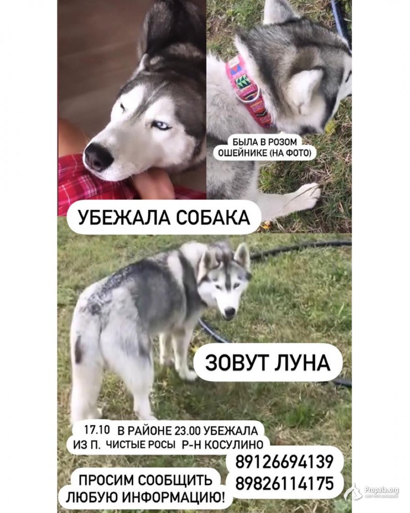 Пропала хаски