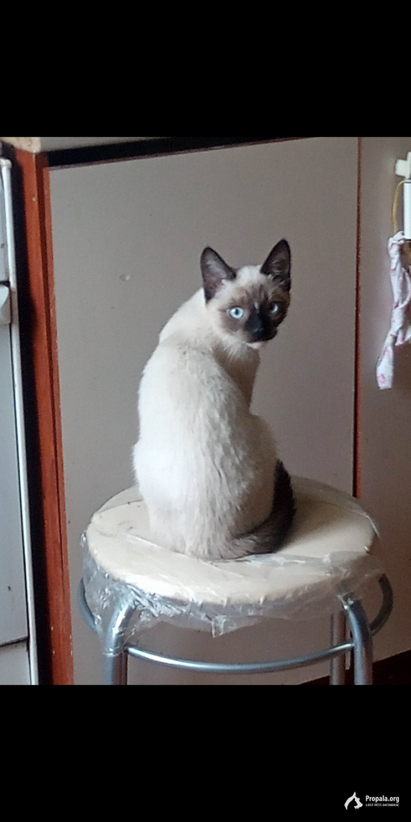 Пропал котёнок, тайка-сиамка, метисска, 8 октября