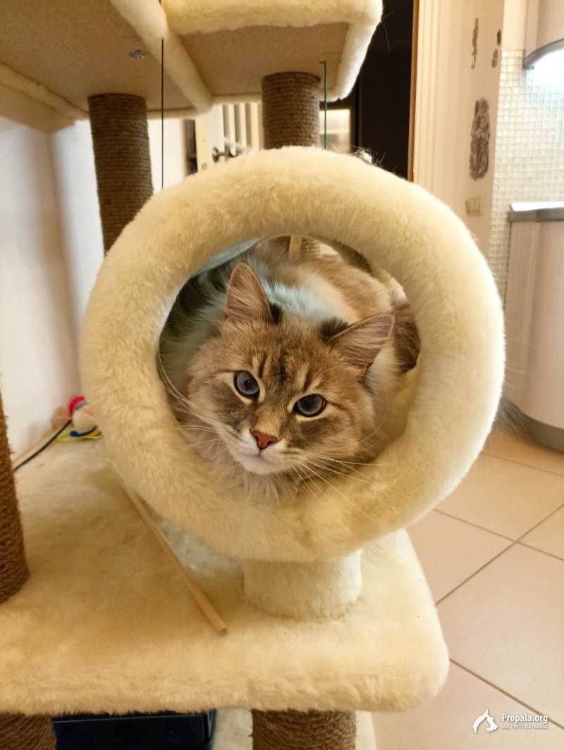 Пропал кот!!!