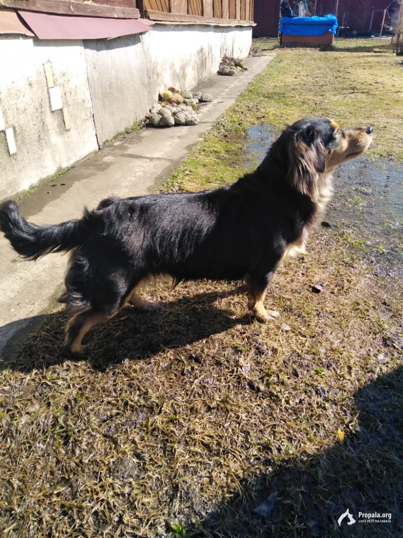 Ищет хозяина.