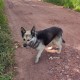 Найдена собака (Звенигород)